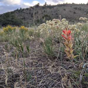 Lots of pretty flowers, sage brush, cactus and more.