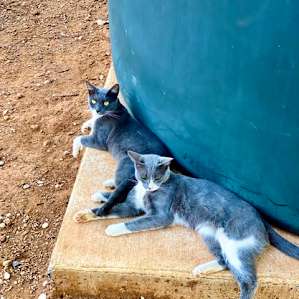 The 2 kittens that my kids named Lemongrass and Gray One