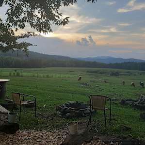 Cow's galore