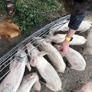 The Winona Shepherd Wagon