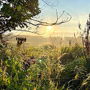 Walk along mowed trail