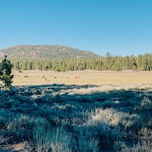 Holcomb Valley Ranch Campground
