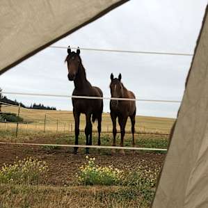 Horse Ranch near Silver Falls Park