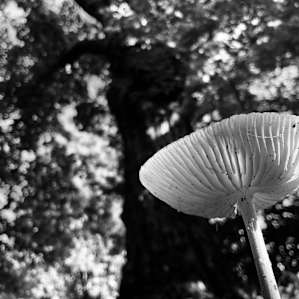 Beautiful flora!