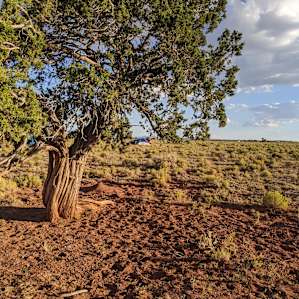 The infamous "one tree" the super old juniper