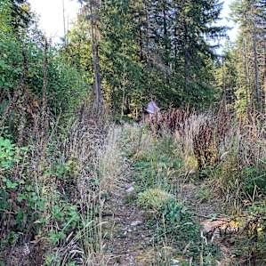 Huckleberry Hill Lowland Forest