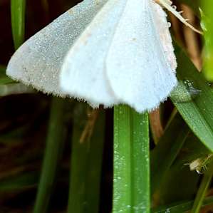 Upper Meadow