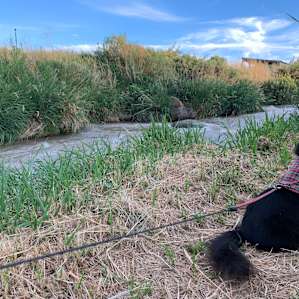 Took a walk along the irrigation channel. On a hot August day this makes the location at least 10 degrees cooler.