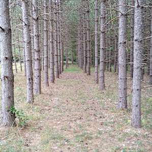 More of the trail.