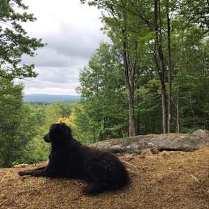Hussey Mtn. Tree Farm (Ledgewood)