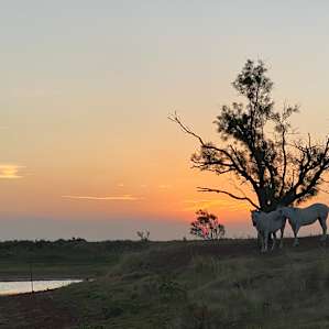Good morning sunrise and greeted by these mares