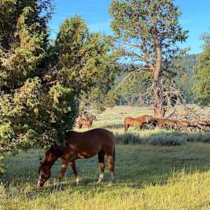 Holcomb Valley Ranch Campground