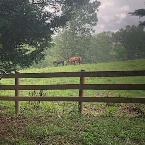 Pasture next to the cabins. Had about 6 horses who enjoy carrots!