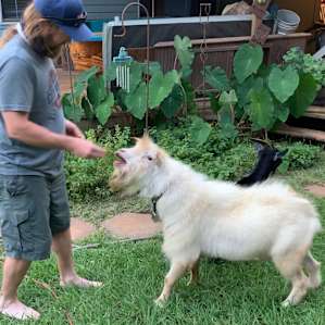 These goats love their treats!!!