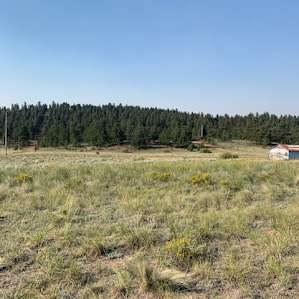 Little mountain meadow