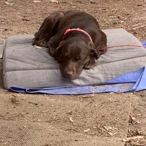 Our dogs were exhausted from having so much fun!