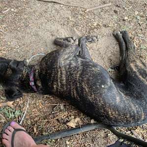 Our dogs were exhausted from having so much fun!