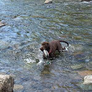 The dogs loved playing in the river!