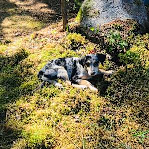 Maple loves laying in the moss.