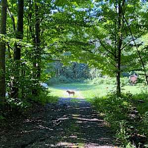 Went for some walks to a pond.