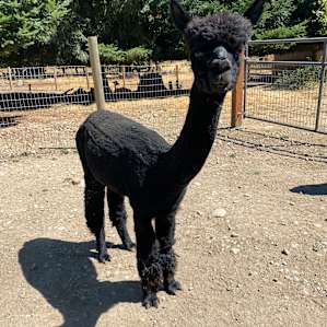 Camp with Alpacas