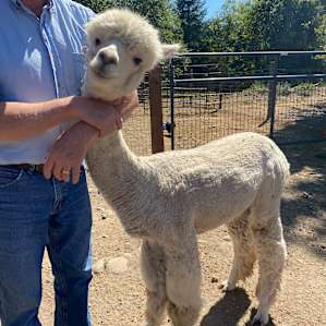 Camp with Alpacas