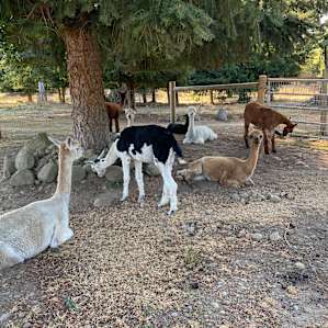 Camp with Alpacas