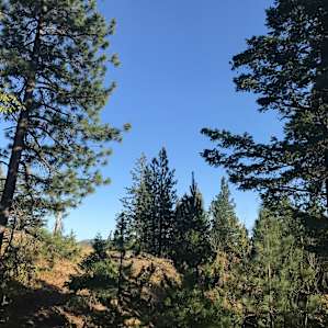 Cocolalla Mountain View Campsite