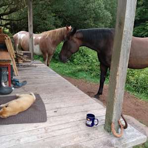 Typical morning at the cabin.
