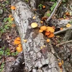Definitely a dream for any mycophile