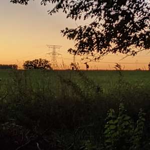 Deer across the field, they even came through our campsite!