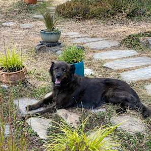 Sally, Alice's super friendly dog will be sure to greet you when you first arrive.