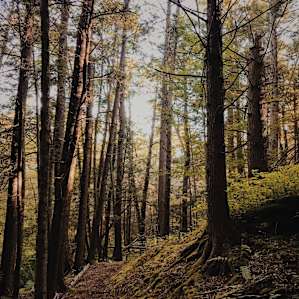The swamp trail by Site 2