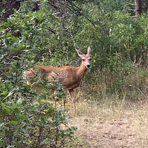 One of our visitors!