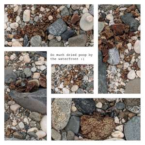 So much dried poop by the waterfront sites. Passed a lump of dry poo about every 5-10 steps we walked :( It's not that hard to go to the portapotty or to bring a Luggable Loo with you. Be clean, people!