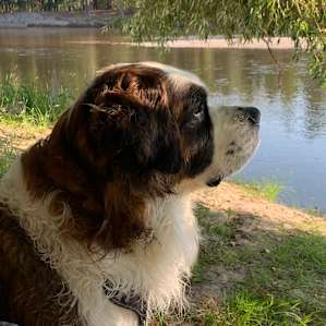 My pupper was so happy to swim and to “catch” leaves as they came down the river.