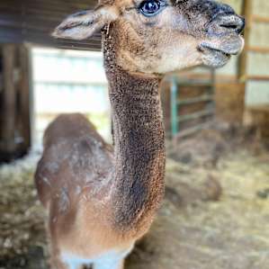 Serenity Fields Farm