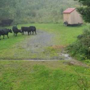 The awesome cow friends.