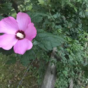 Beautiful flora and fauna.