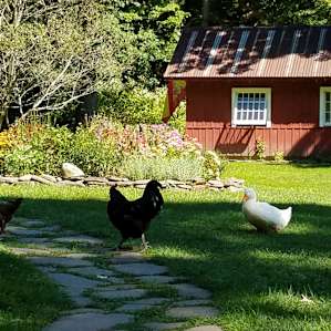 Chickens and ducks are fun to watch.
