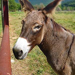 Clarabelle the donkey.