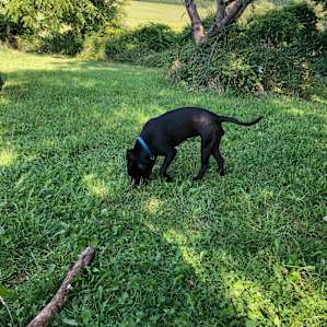 Sweet puppy Gizmo in the lovely field