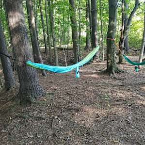 Trees that were perfect for the hammocks.