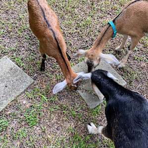 Charleston Tiny House on Goat Farm