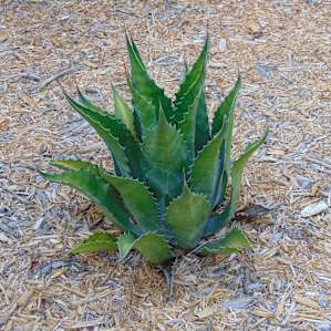 plants on the property