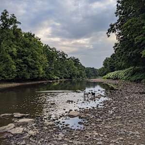 dogs splashing in the river, off the pink loop trail.