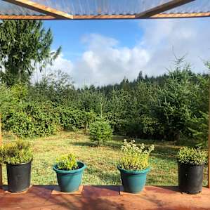 Little Cabin Hideaway Clatskanie OR