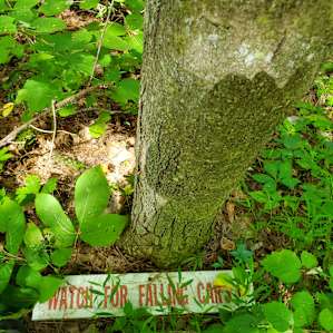 Twisted Oak Camp Site