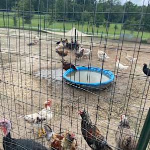 Virginia Free Farm