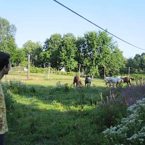 rescue horses